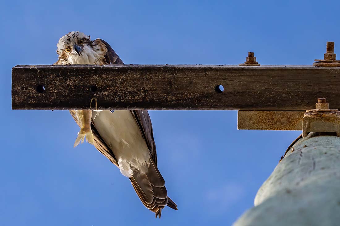 Osprey on a post. View from underneath with bird looking at camera.